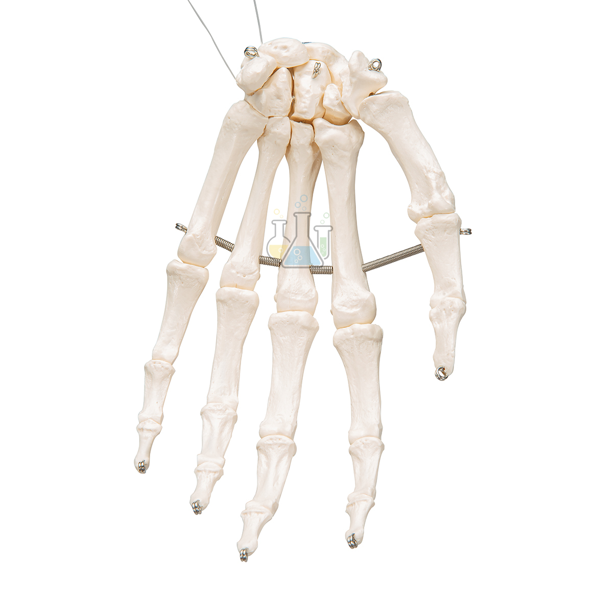 Hand Bone Mounted Model